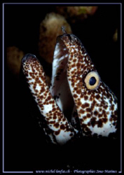 A beautiful Spotted Moray... :O) ... by Michel Lonfat 